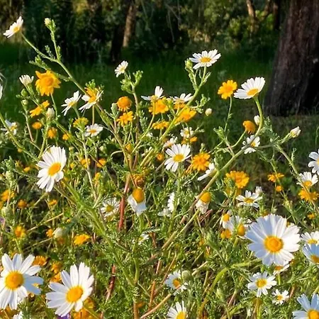 Quinta Vale Da Paz ヴィラ *