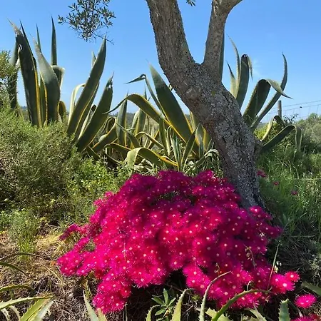 Quinta Vale Da Paz 别墅 *