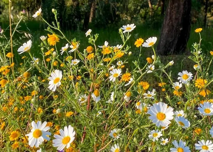 Quinta Vale Da Paz Βίλα *