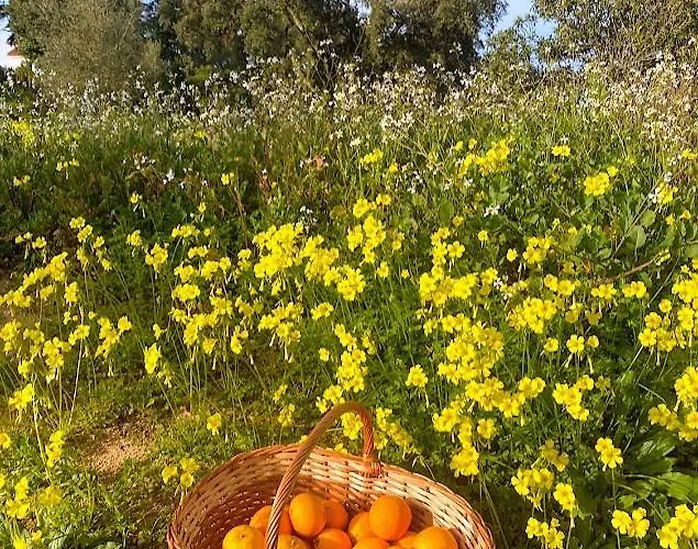 Quinta Vale Da Paz *